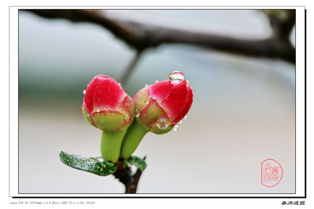 海棠花 摄影 虎波