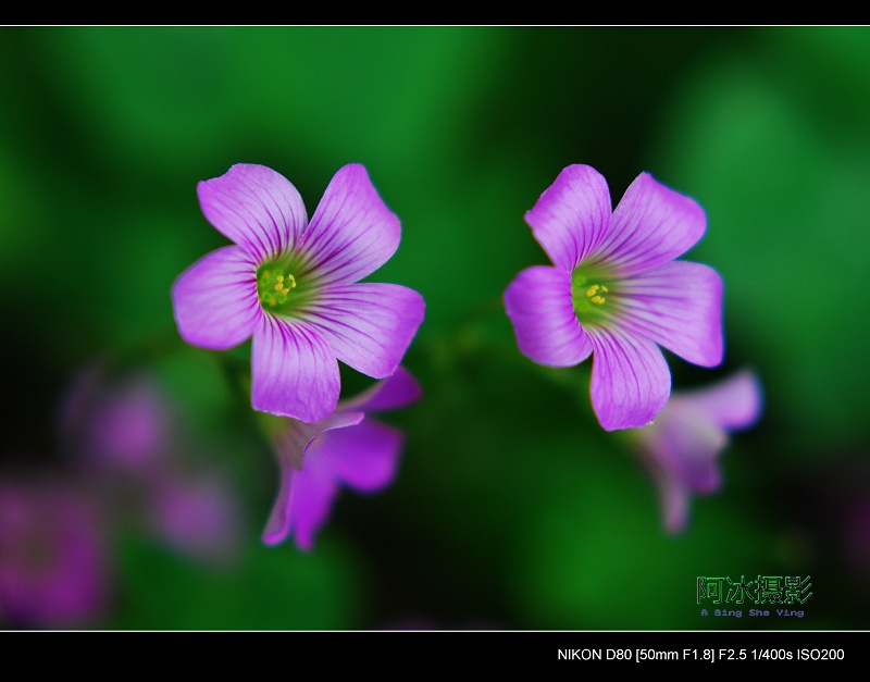 小花花 摄影 changdianxp