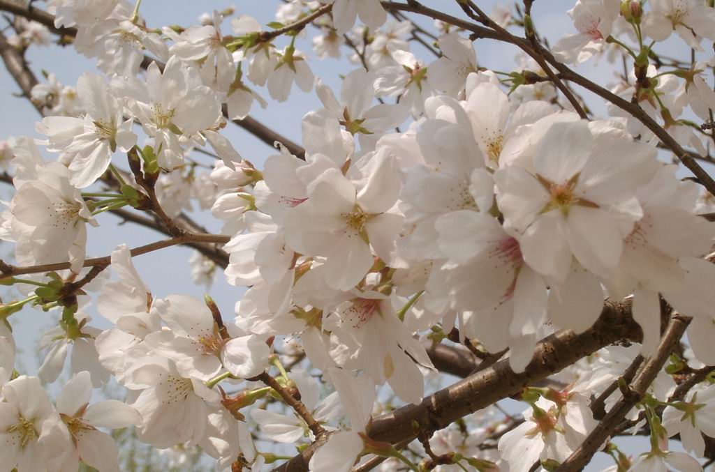 灿烂樱花 摄影 冷沙洲