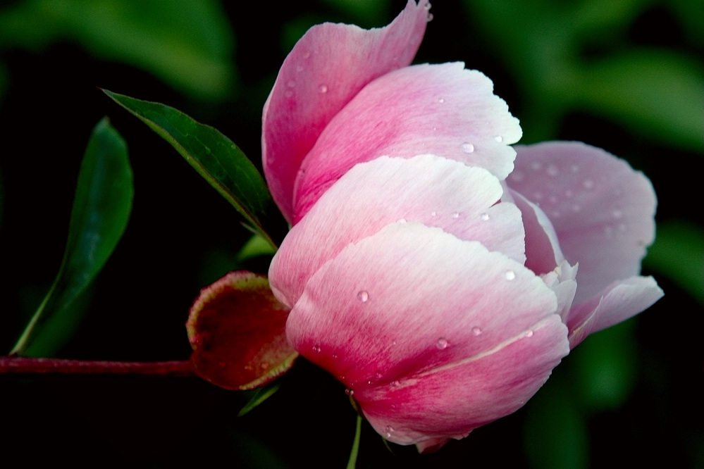 雨后芍药 摄影 mkk