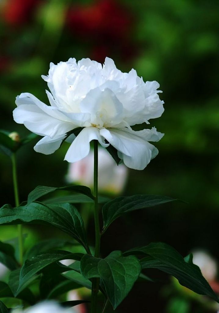 白芍药 摄影 花皮蛇