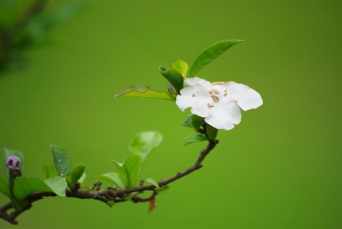 小花 摄影 成辉