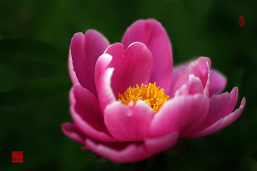 芍药花 摄影 高然