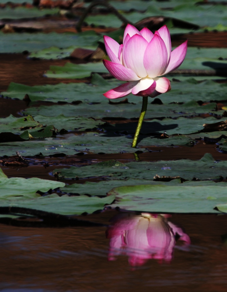 2010第一朵荷花 摄影 异龙湖歌