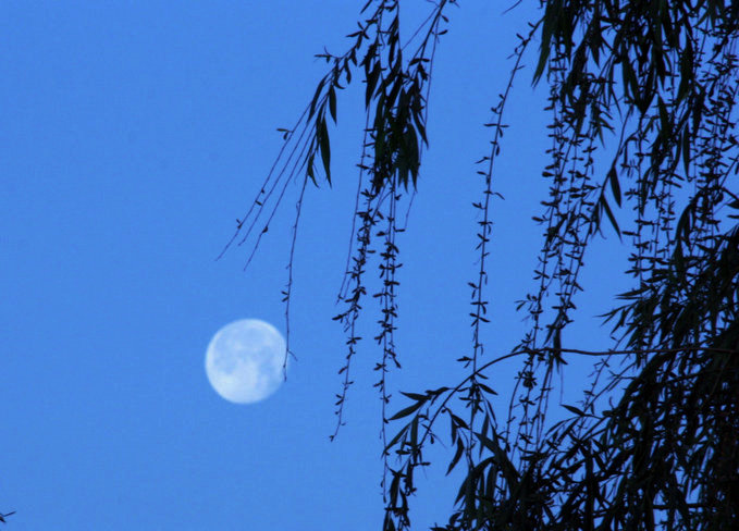 月上柳梢头 摄影 红日蓝天