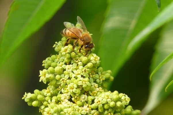 花茂蜂忙 摄影 秋实007