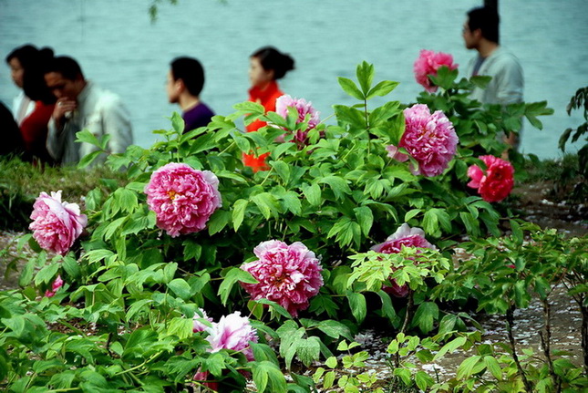 花开时节京城动2 摄影 译书人