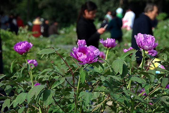 花开时节京城动1 摄影 译书人