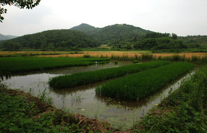 田野风光 摄影 土豆花