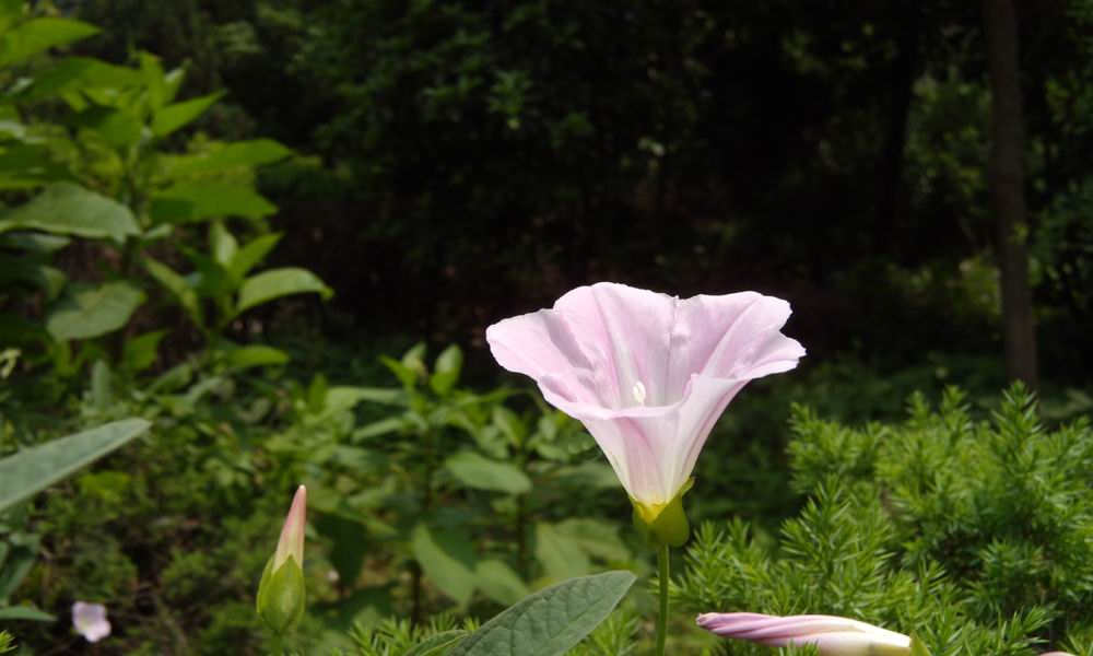 小区的花 摄影 河山锦绣