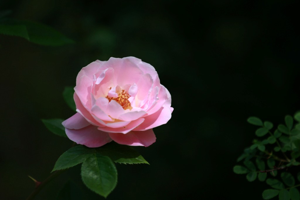 月季芬芳 摄影 冬宝