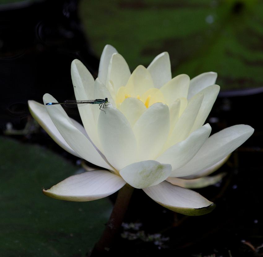 婷婷玉立莲花瓣 摄影 小三山