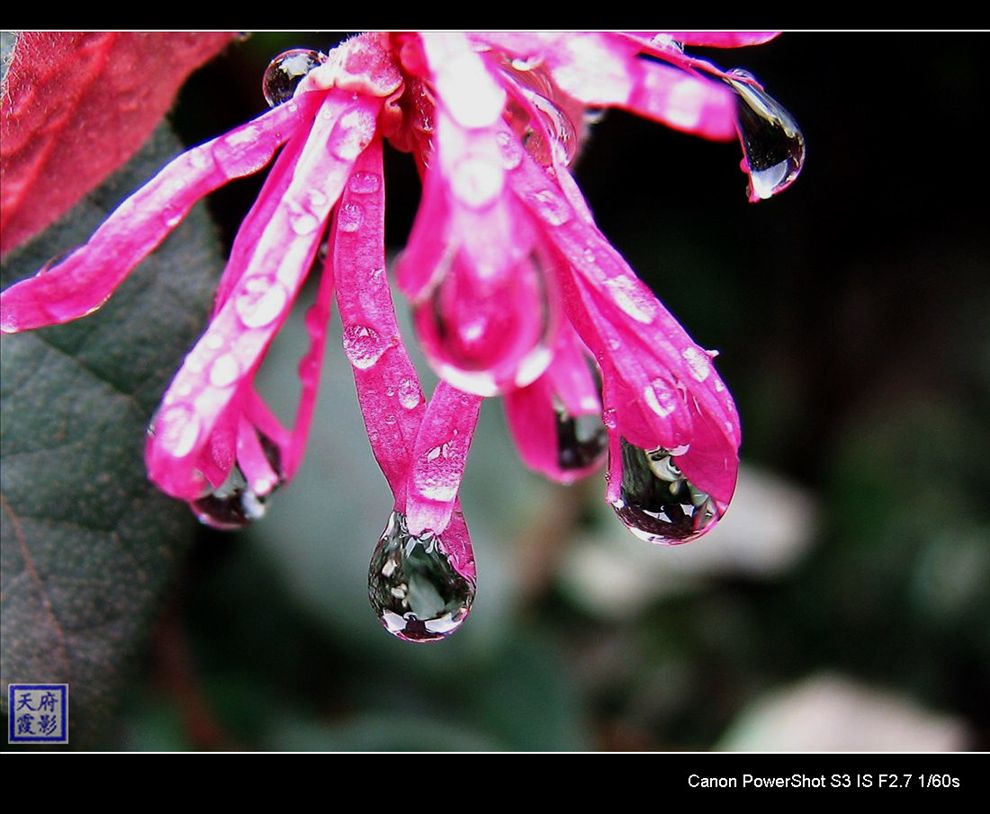 雨后 摄影 天府霞影