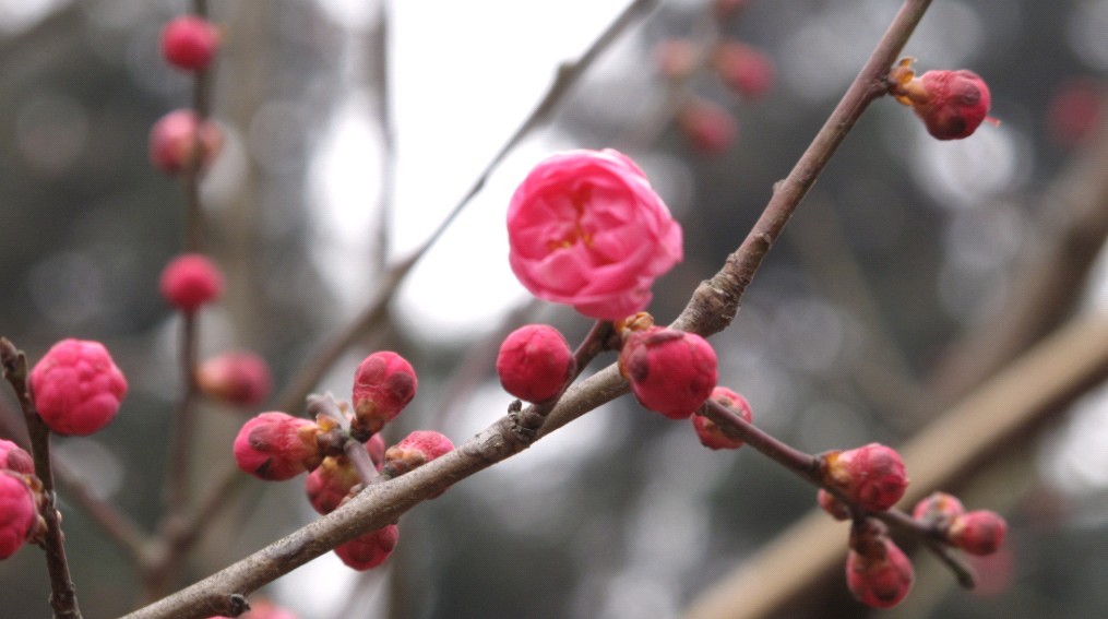 梅香四溢春未央，一枝独秀盼春来。 摄影 清清芙蓉