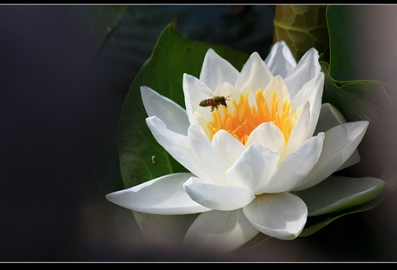 花露 摄影 石英