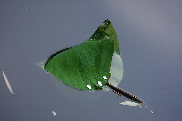 雨后 摄影 燕山春子