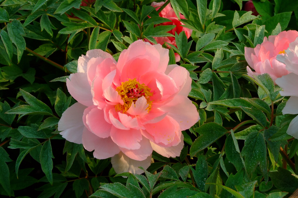 花容淡雅溢芬芳 摄影 蓮峰山