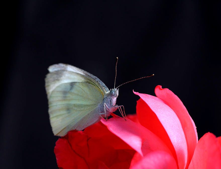 粉蝶红花秀 摄影 山地车手