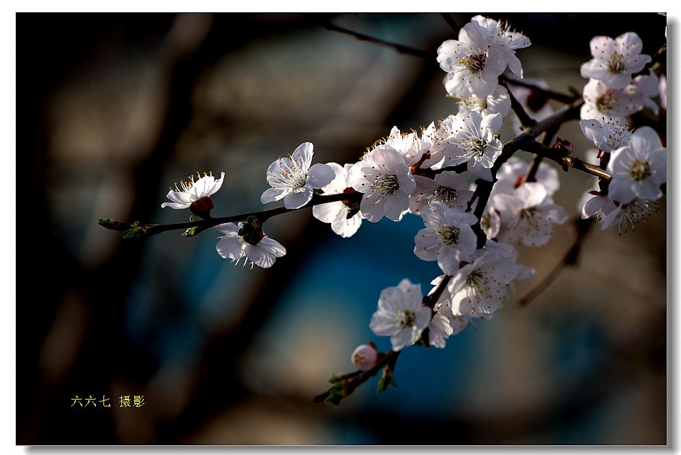 花儿朵朵开…… 摄影 六六七