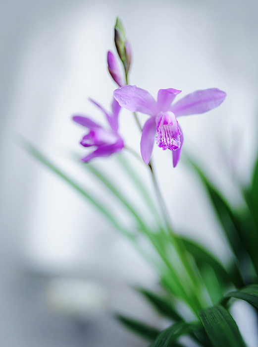 素雅的----白芨 摄影 星雨