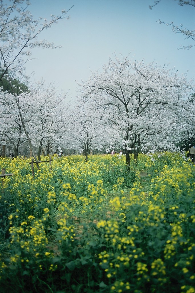 櫻花&油菜花 摄影 niako