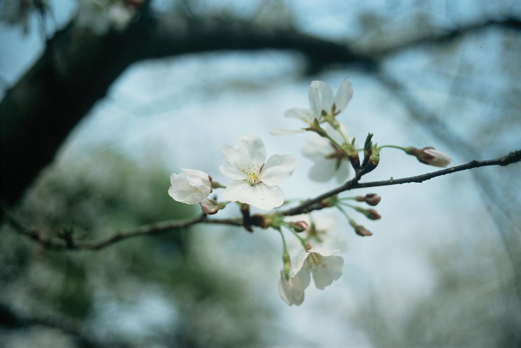 櫻花 摄影 niako