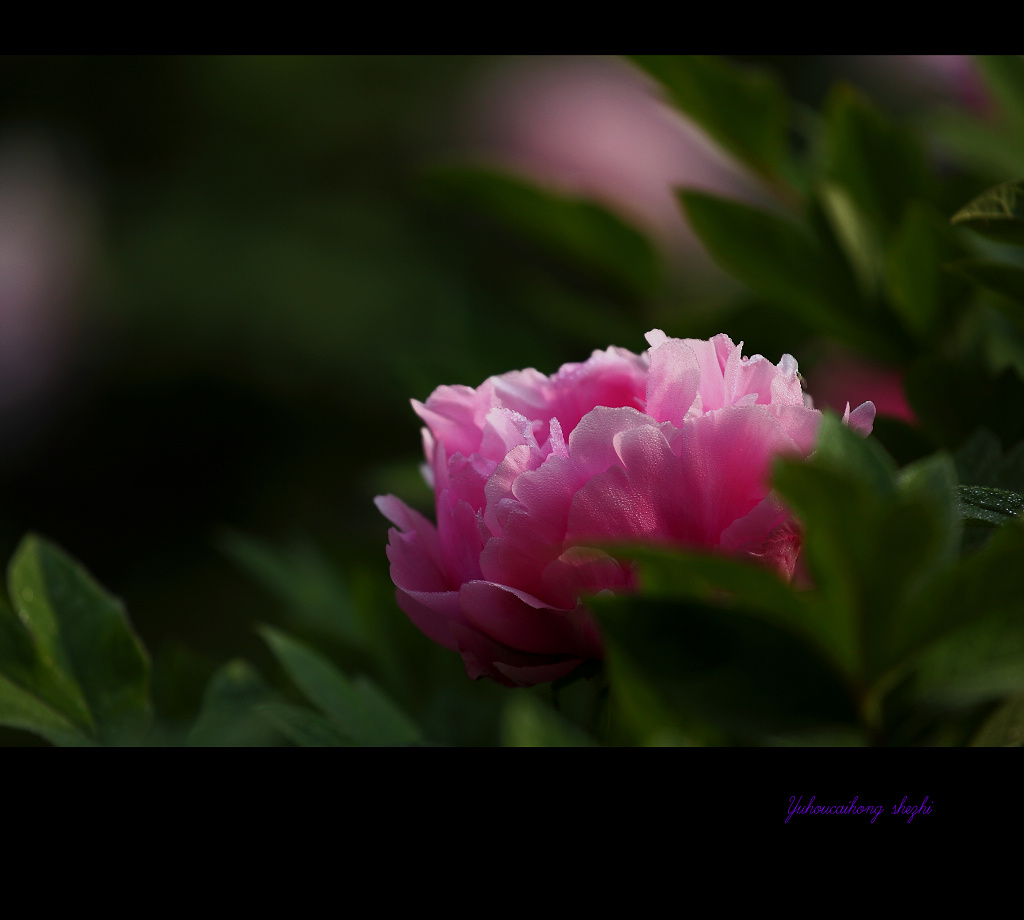 醉卧花丛 摄影 雨后彩虹1127