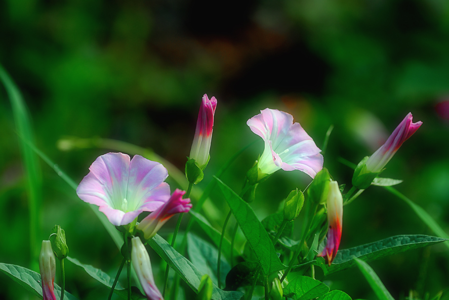 牵牛花 摄影 逸之