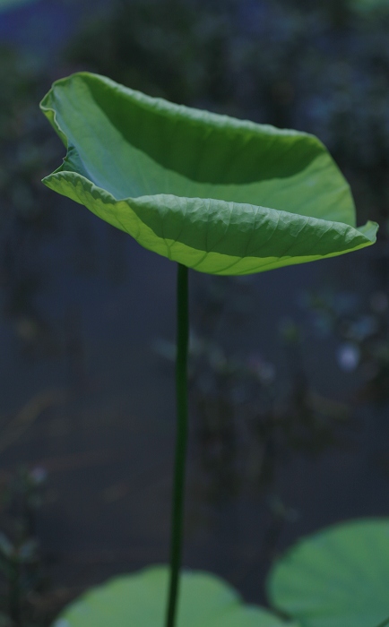 为荷 摄影 心碎烏托邦