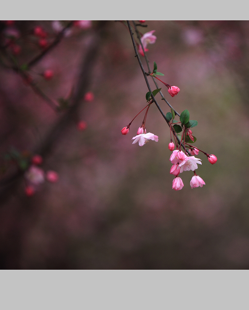 花世界 2010（138） 摄影 满世界