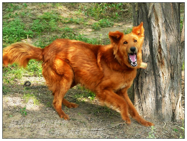 一只犬 摄影 走走拍拍去