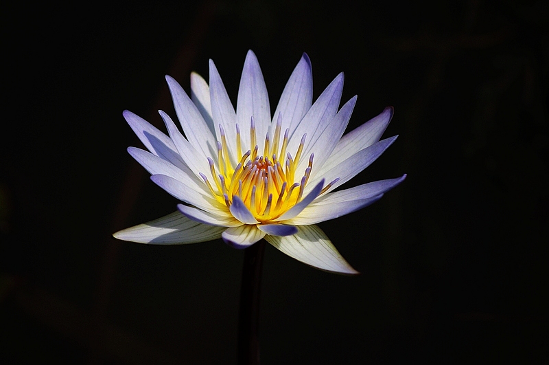 莲花(2010)九 摄影 心有芊芊