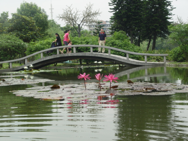 赏荷 摄影 红棉