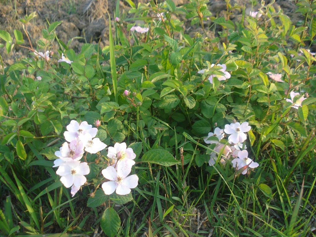 田野里的野花 摄影 无偿献血