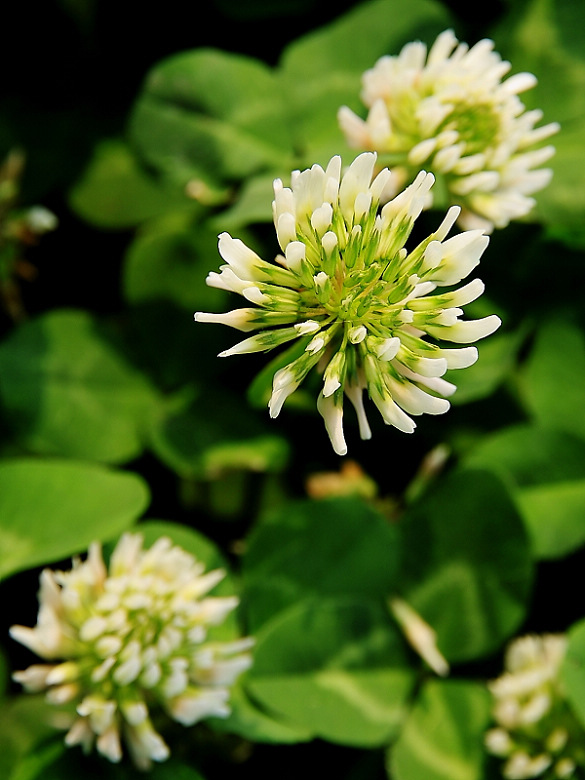 无名花 摄影 池塘月色