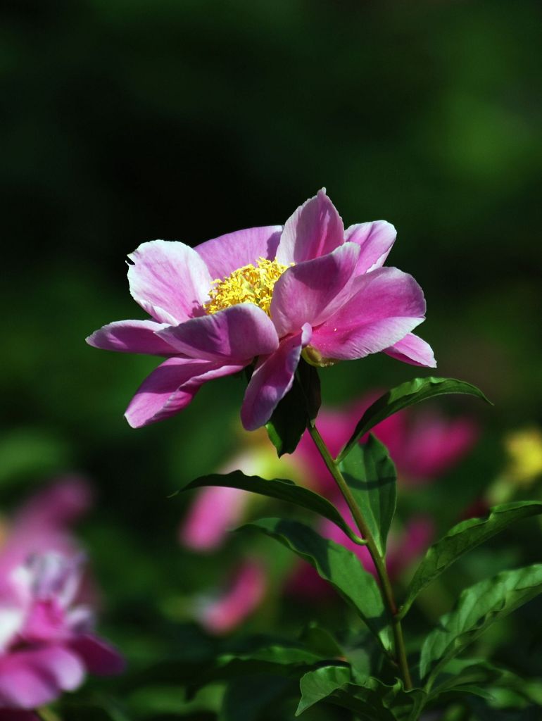 芍药 摄影 花皮蛇