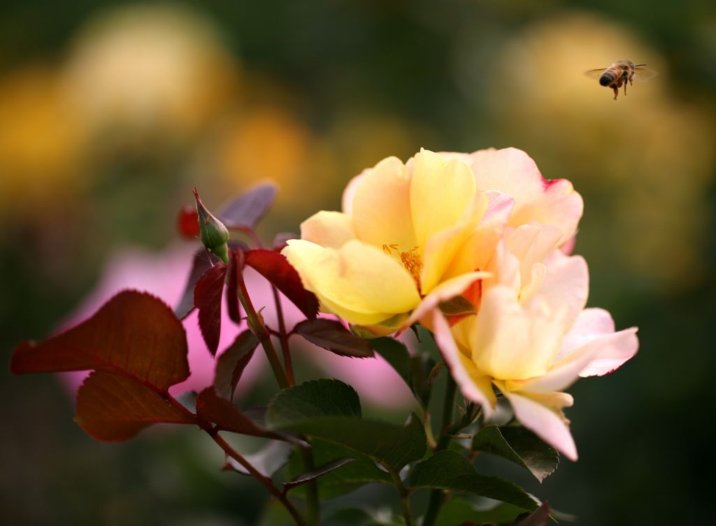 花 摄影 兆龙李