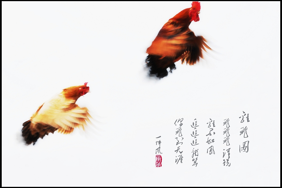 鸡飞图 摄影 一阵风2009