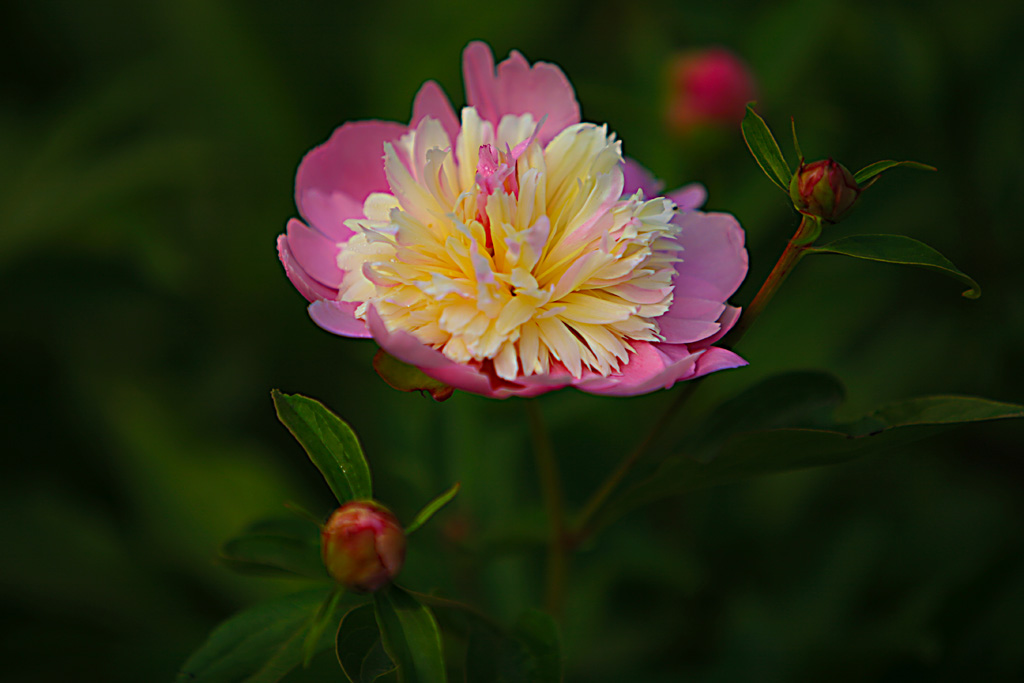 芍药 摄影 孙学彦