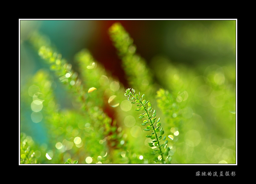 雨后~~ 摄影 朦胧的淡蓝