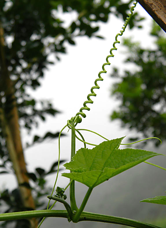 缠绕 摄影 天涯孤客66