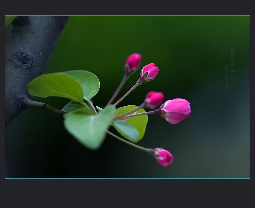 静静地绽放一一组小花 摄影 细雨朦胧