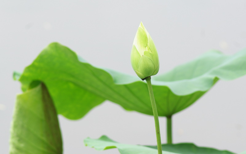淡雅清香觅荷韵 摄影 fjzzljzhong