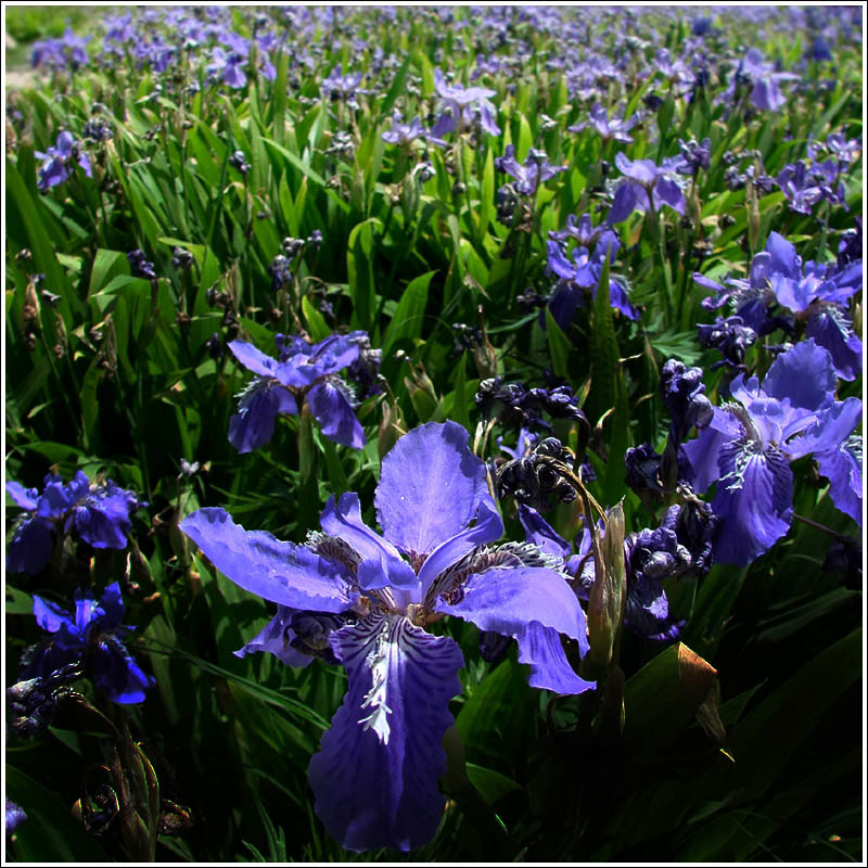 五月花 摄影 一鸣