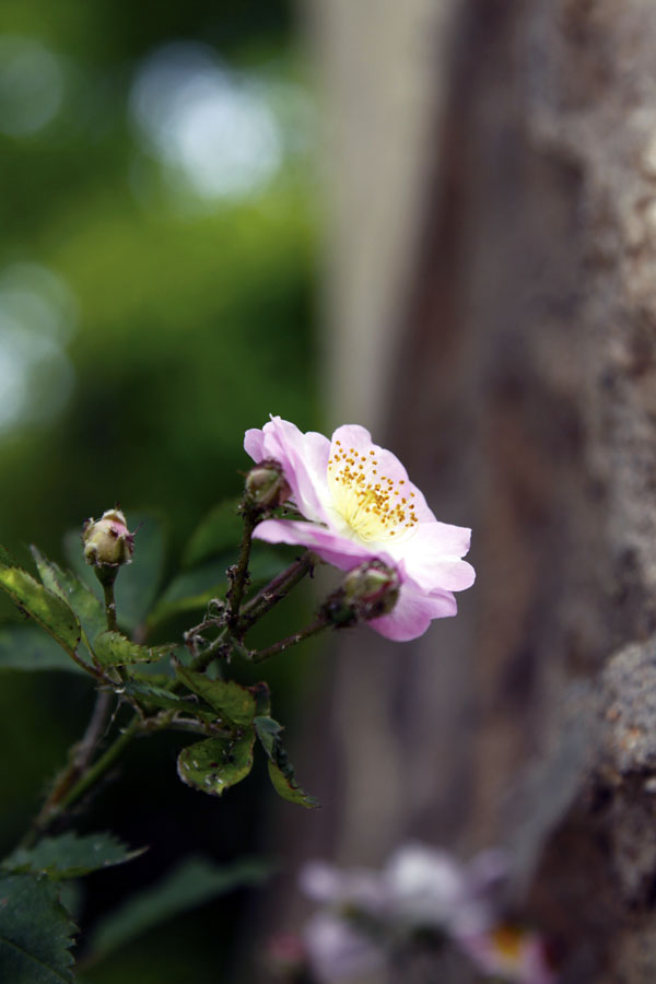 花儿 摄影 盛夏果实72