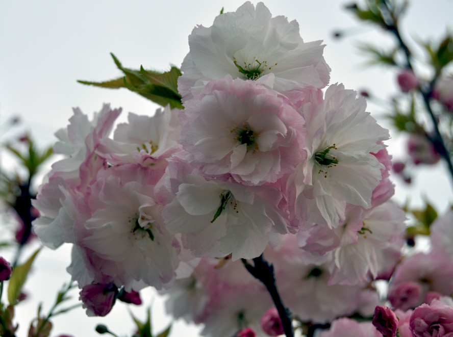 花团锦簇 摄影 三江龙