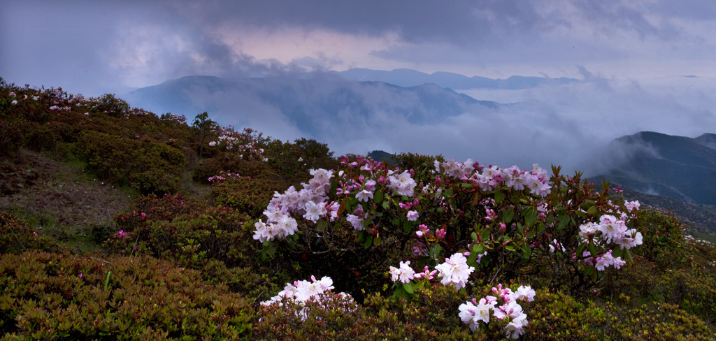 五月索玛花 摄影 七摄风