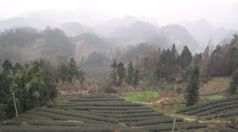 茶山 摄影 清清芙蓉