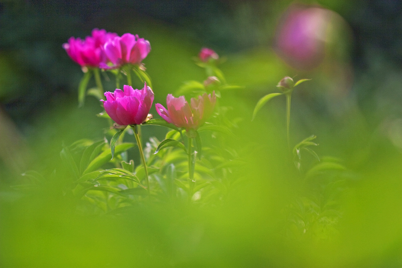 雾里看花 摄影 峡谷