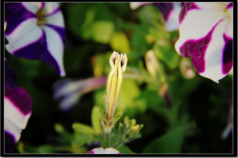 花蕊 摄影 粉红兔